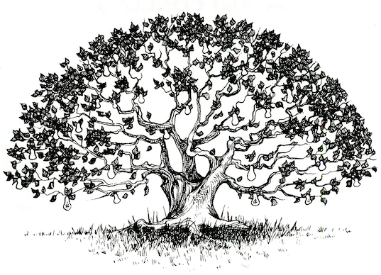 A black and white drawing of a large tree